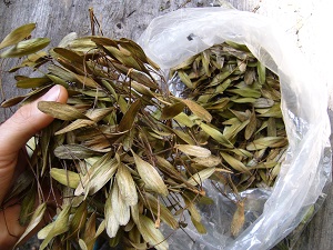 fraxinus quadrangulata ( frene bleu )